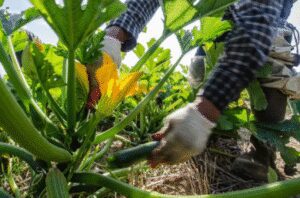 Crops To Plant And Harvest Within 3 Months
