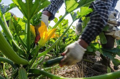 Crops To Plant And Harvest Within 3 Months