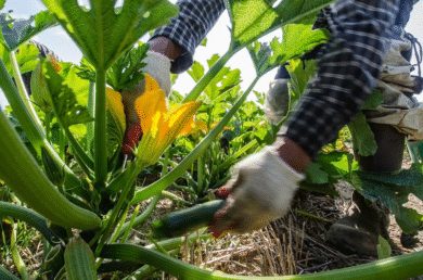 Crops To Plant And Harvest Within 3 Months