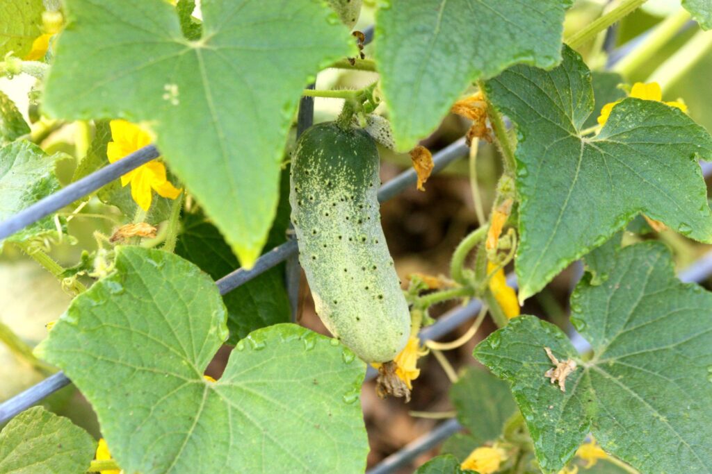 Crops to plant and harvest within 3 months