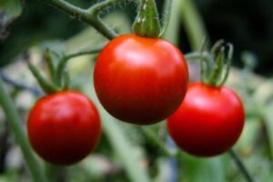 How Long Does It Take Tomatoes To Mature In Nigeria?