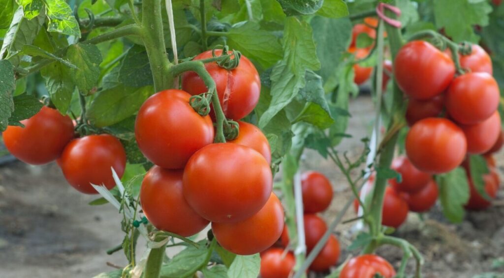 How to Start a Profitable Tomato Farm in Nigeria