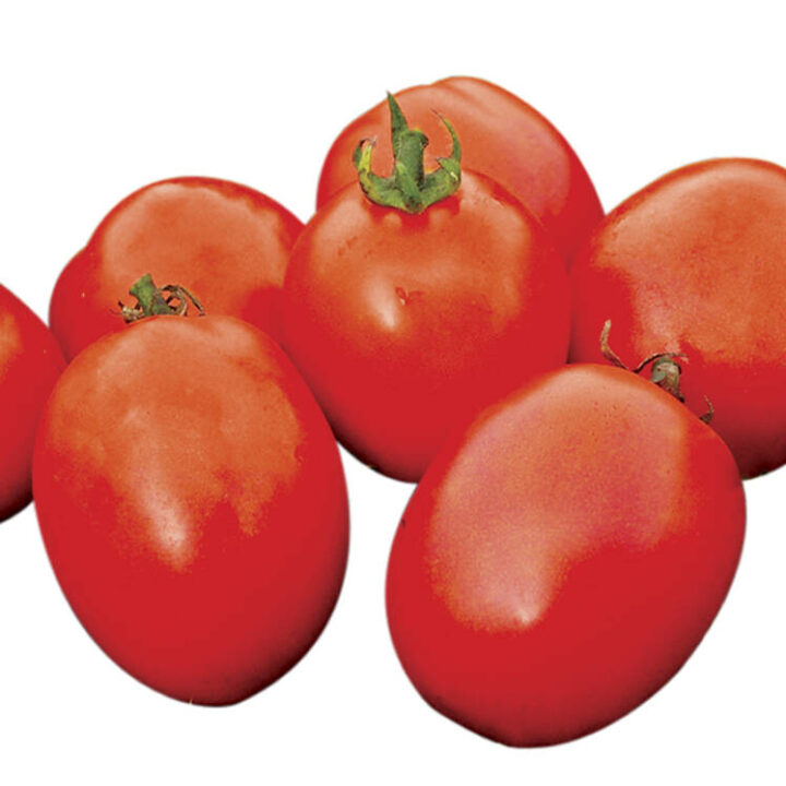 How Much Does Platinum F1 Tomato Yield Per Plant