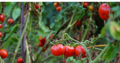 Which Month Is Best To Plant Tomatoes In Nigeria?