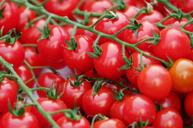 Which Tomato Variety Is Best In Nigeria