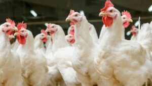 Poultry Farming - How Profitable Is Poultry Business In Nigeria?
