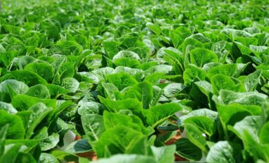 How to Grow Organic Vegetables in Nigeria