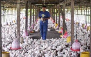 How to Start a Poultry Farm on a Small Budget
