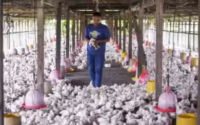How to Start a Poultry Farm on a Small Budget