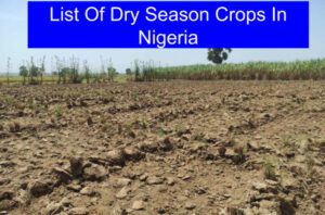 List Of Dry Season Crops In Nigeria