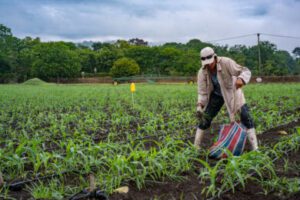 Step-by-Step Guide to Starting a Maize Farm