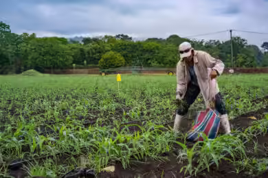 Step-by-Step Guide to Starting a Maize Farm