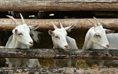 how to start goat farming in nigeria