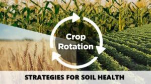 How to Implement Crop Rotation to Improve Soil Health