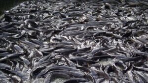 How to Start a Profitable Fish Farming Venture in Nigeria