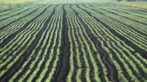 The Benefits of No-Till Farming for Nigerian Farmers