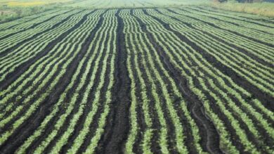 The Benefits of No-Till Farming for Nigerian Farmers