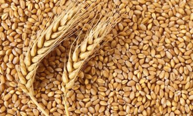 wheat farming in nigeria
