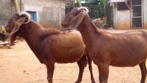 10 Sustainable Goat Farming Practices for Nigerian Entrepreneurs