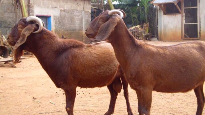 10 Sustainable Goat Farming Practices for Nigerian Entrepreneurs