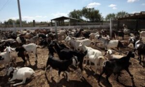 13 Effective Marketing Strategies for Goat Products in Nigeria