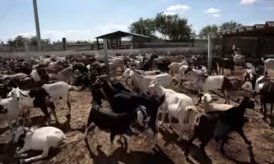 13 Effective Marketing Strategies for Goat Products in Nigeria