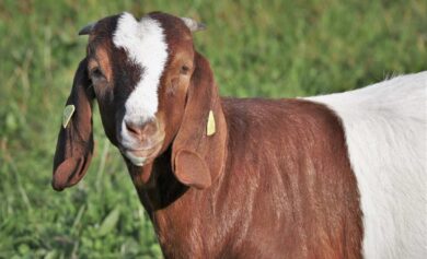 Breeding Techniques to Enhance Your Goat Farming Business in Nigeria
