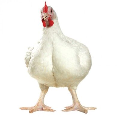 Broiler Chicken Farming Guide