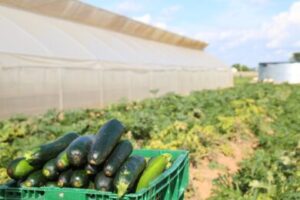 Cucumber Farming in Nigeria