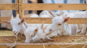 Feeding Your Goats Right: Nutritional Strategies for Nigerian Farmers