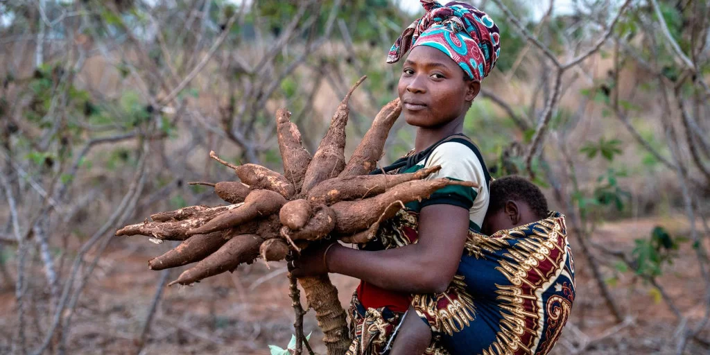 How to Start Cassava Farming in Nigeria (2025 Guide): Step-by-Step for Beginners & Pros