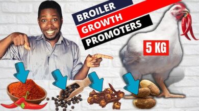 Homemade broiler booster - How to Make Broiler Chickens Grow Faster