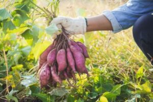 How Long Does It Take to Grow Sweet Potatoes