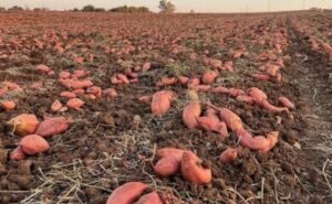 How Many Tons of Sweet Potatoes Per Hectare