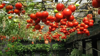 How do I become a successful tomato farmer?
