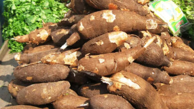 How to Start Cassava Farming in Nigeria