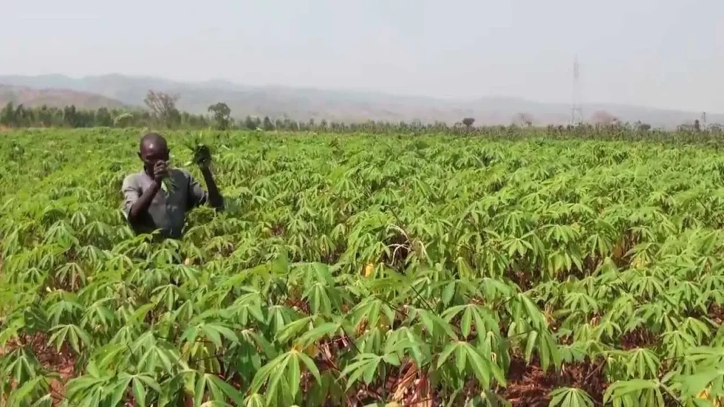 How to Start Cassava Farming in Nigeria