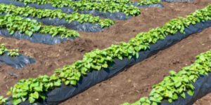 Integrating Crop Rotation with Sweet Potato Cultivation for Soil Health