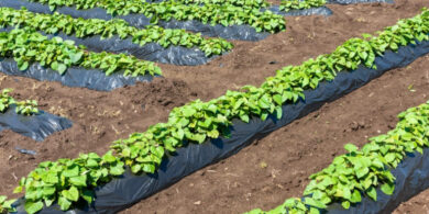 Integrating Crop Rotation with Sweet Potato Cultivation for Soil Health