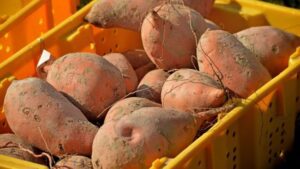 Post-Harvest Handling and Storage Solutions for Sweet Potatoes