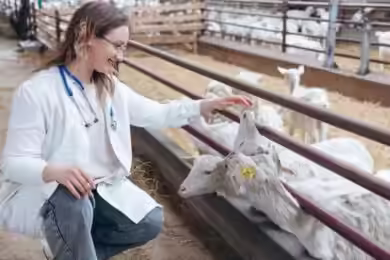Preventing and Managing Common Goat Diseases in Nigeria: 9 Practical Strategies