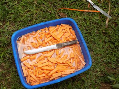 Processing Sweet Potatoes into Flour and Chips: A Profitable Opportunity for Farmers