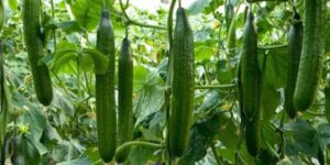 Scaling Your Cucumber Farm: How to Grow Your Business and Increase Profits