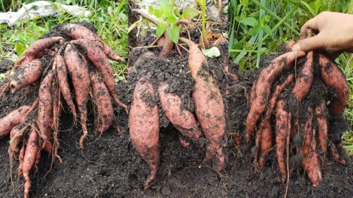 Sweet Potato Cultivation in Nigeria: A Profitable and Sustainable Farming Venture