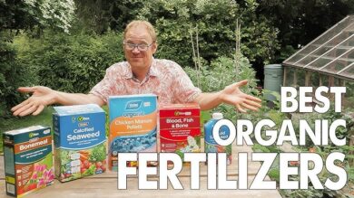 Top 10 Best Organic Fertilizers for Vegetables