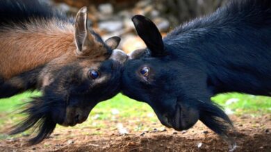 Top 10 Goat Breeds for Profitable Farming in Nigeria
