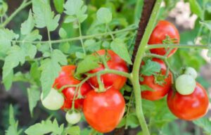 What Is The Most Profitable Tomato To Grow?