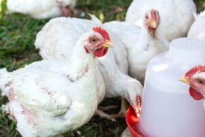broiler chicken