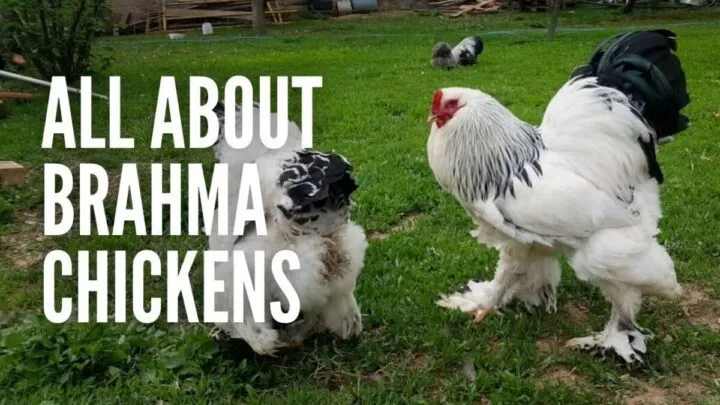 Brahma Chicken Breeding - How to Raise Brahma Birds