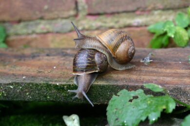 How Do Snails Reproduce